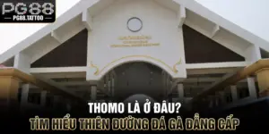 Thomo Là Ở Đâu? Tìm Hiểu Thiên Đường Đá Gà Đẳng Cấp