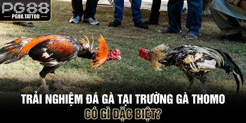 Trải nghiệm đá gà tại trường gà Thomo có gì đặc biệt?